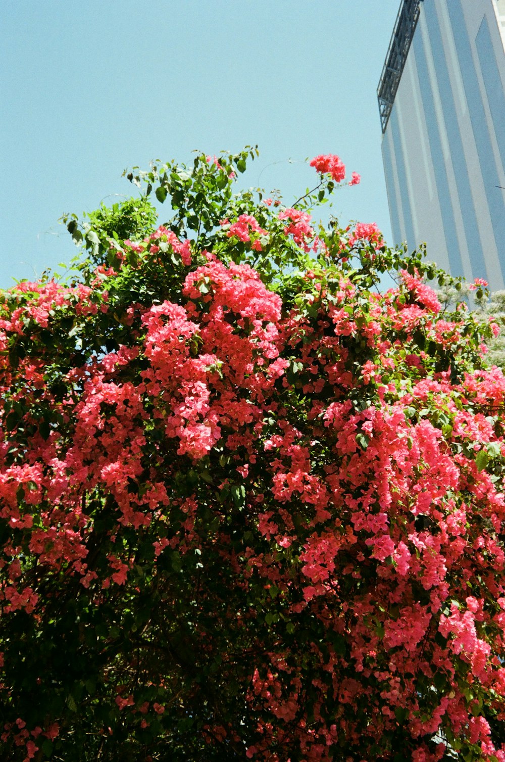 a tree with pink flowers in front of a tall building