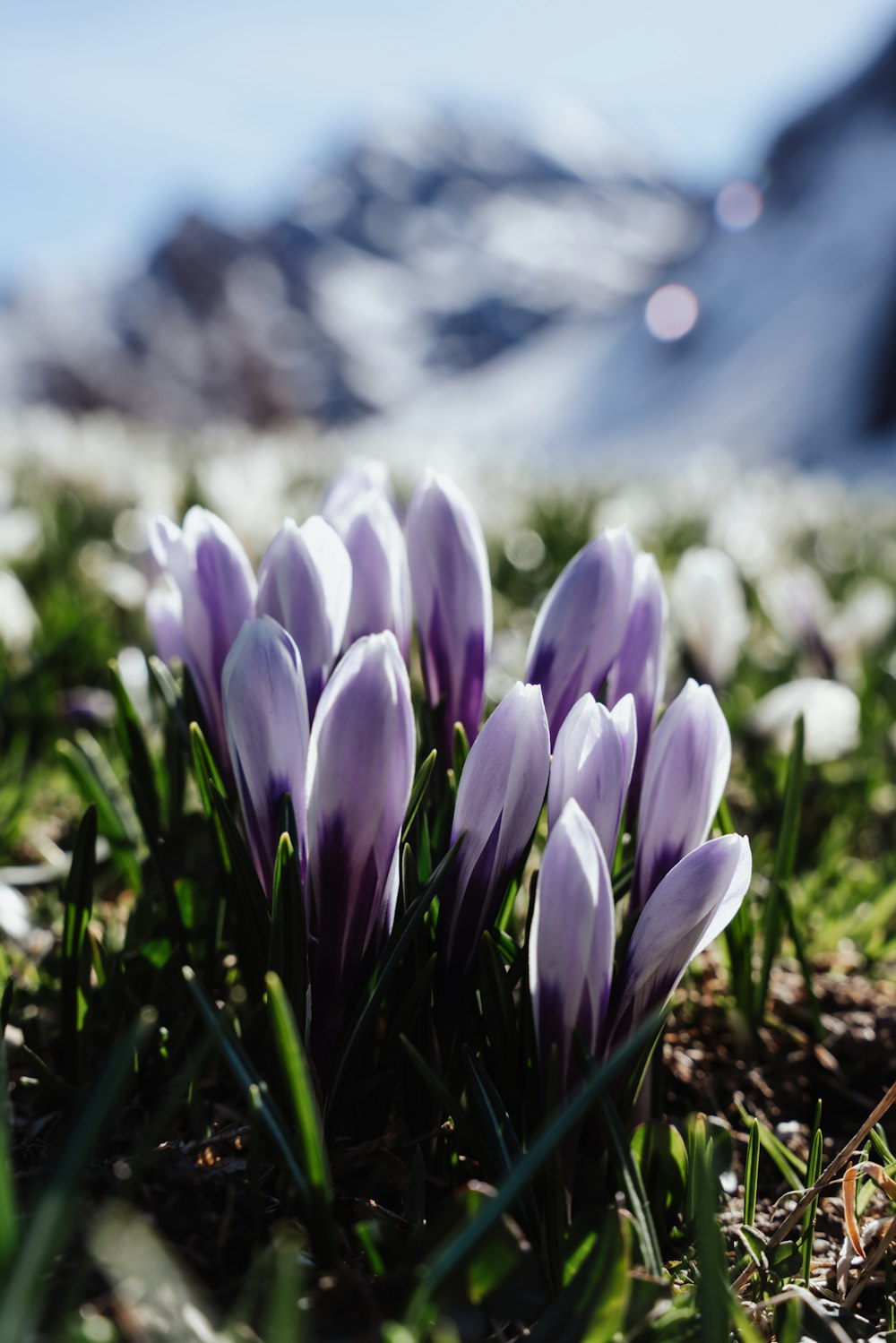 a group of purple flowers sitting on top of a grass covered field