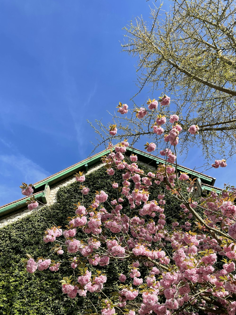 pink flowers blooming on the side of a building