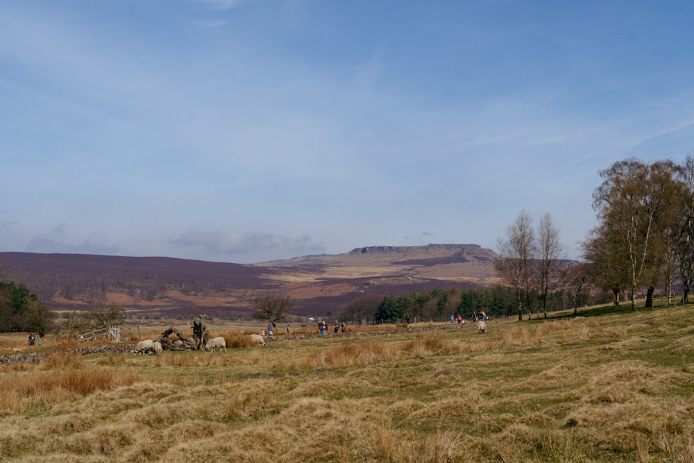 a herd of sheep grazing on a lush green hillside