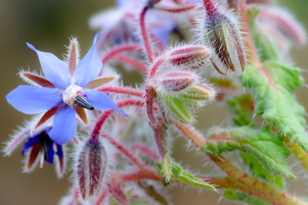 Un primer plano de una flor con un fondo borroso