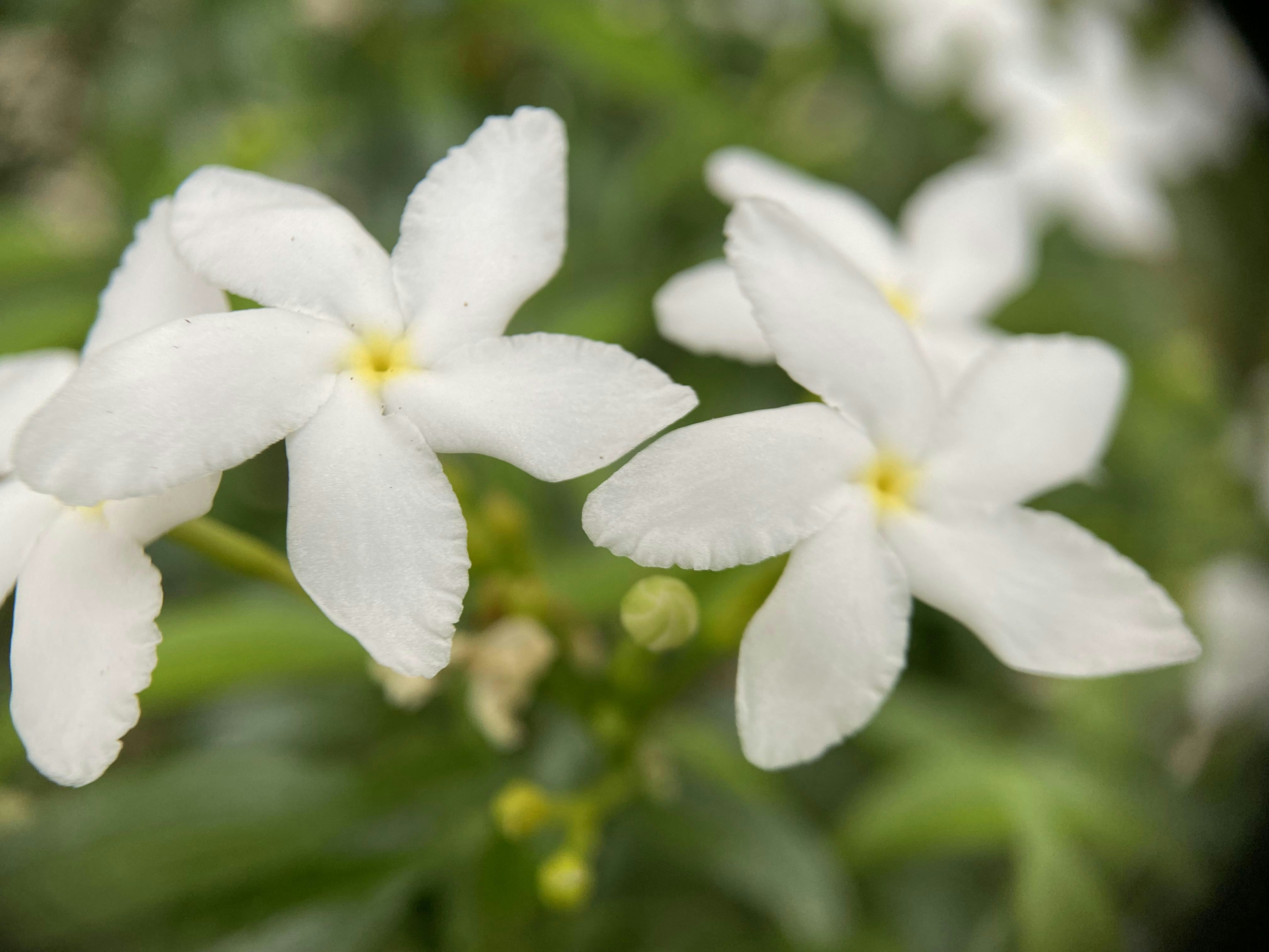 Photo by thoeunratana