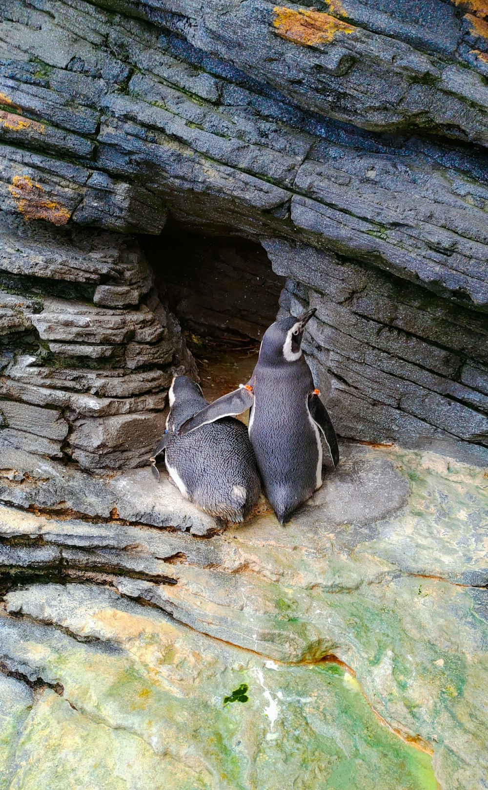 a couple of penguins sitting on top of a rock