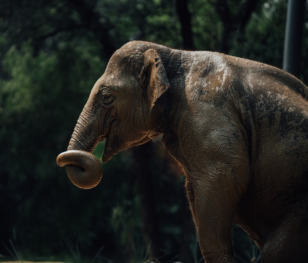 an elephant standing in front of some trees