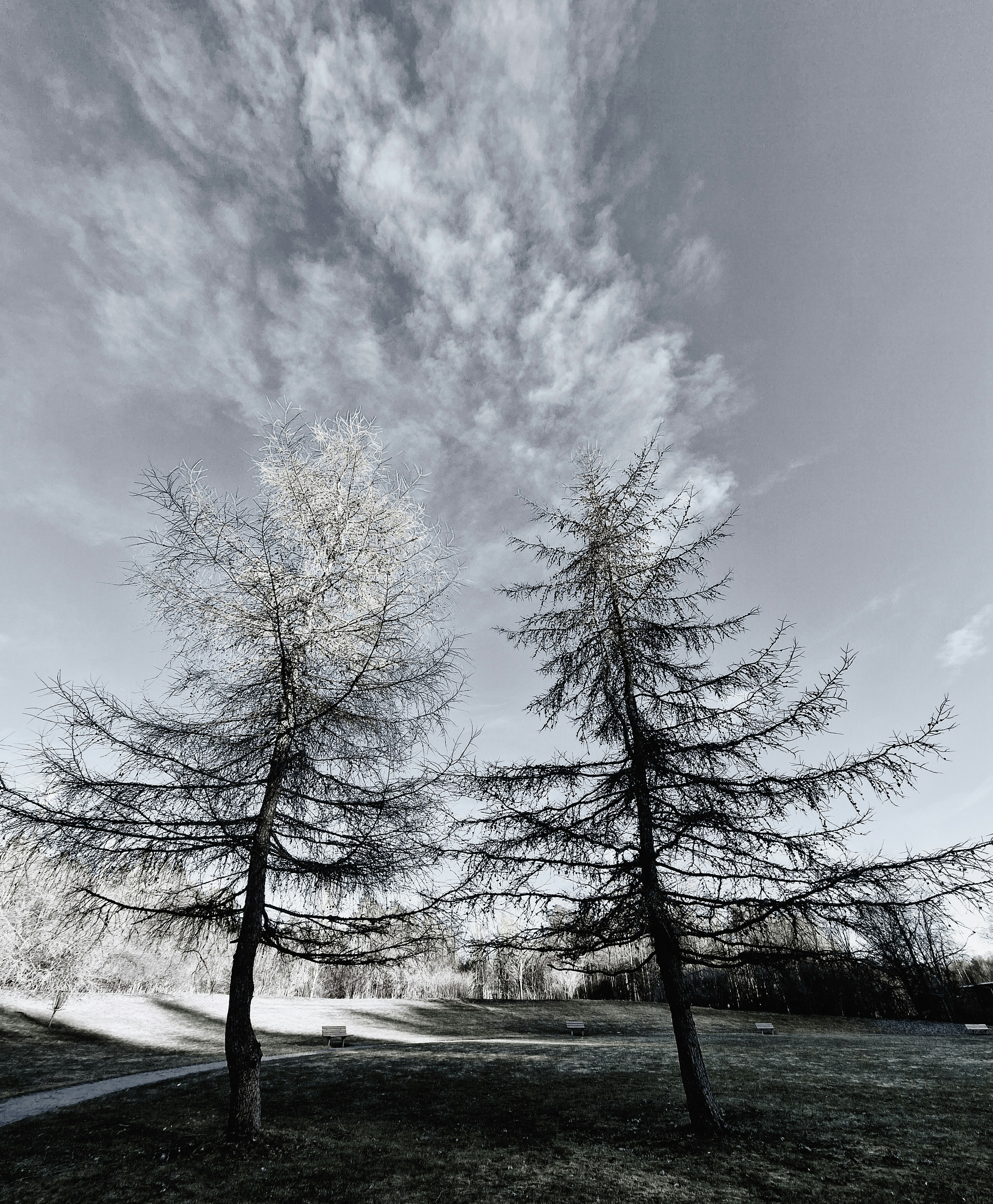 Couple trees