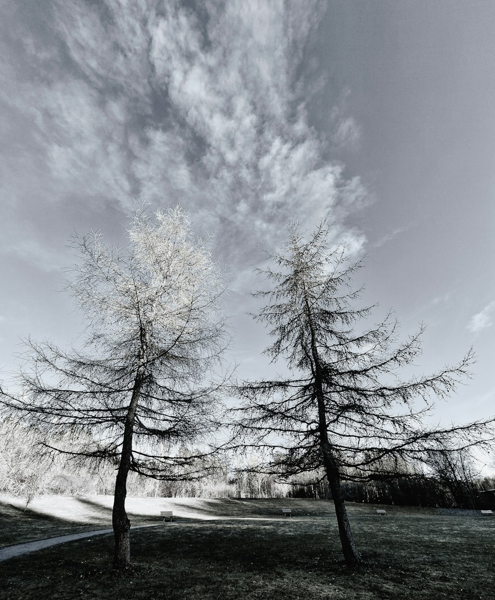 a black and white photo of two trees in a field