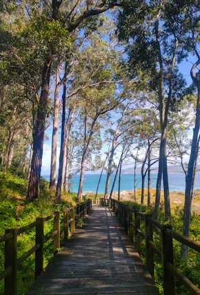 a wooden walkway leading to the beach through the trees