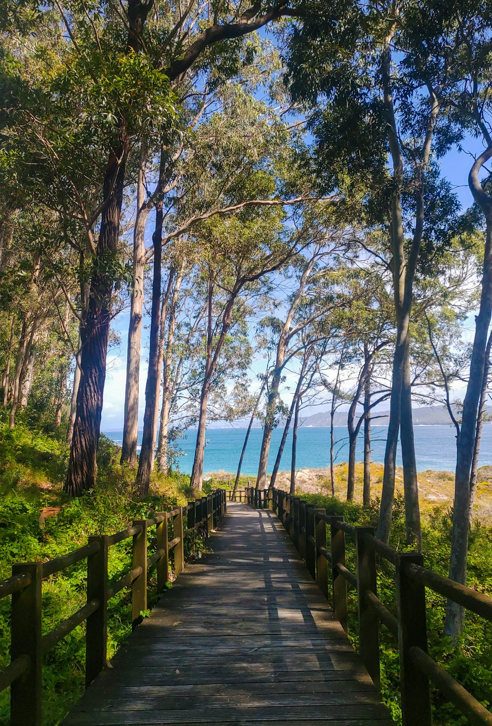 a wooden walkway leading to the beach through the trees