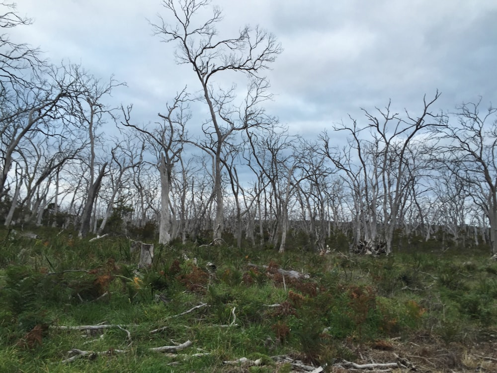 a grassy area with dead trees in the background