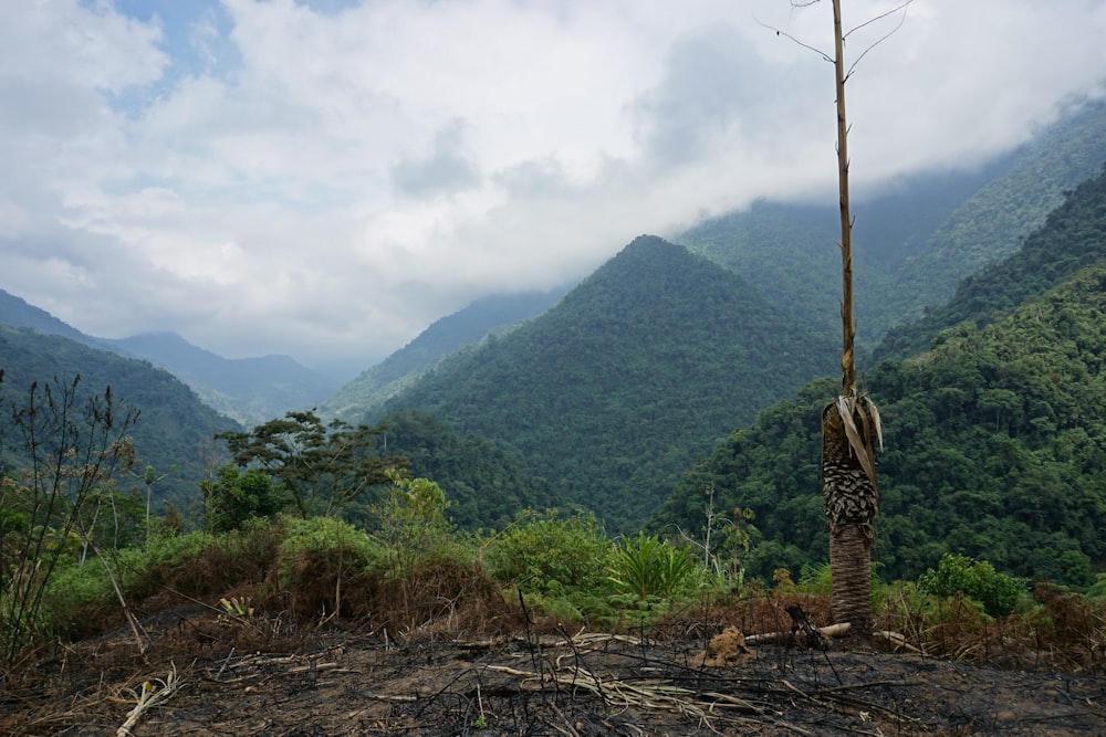 a tree in the middle of a mountain range