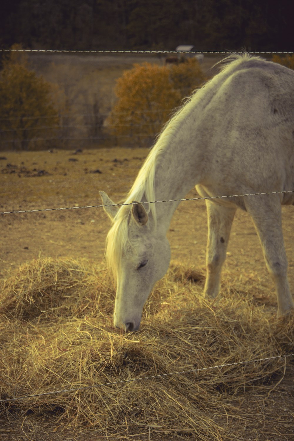 um cavalo branco comendo feno em uma área cercada