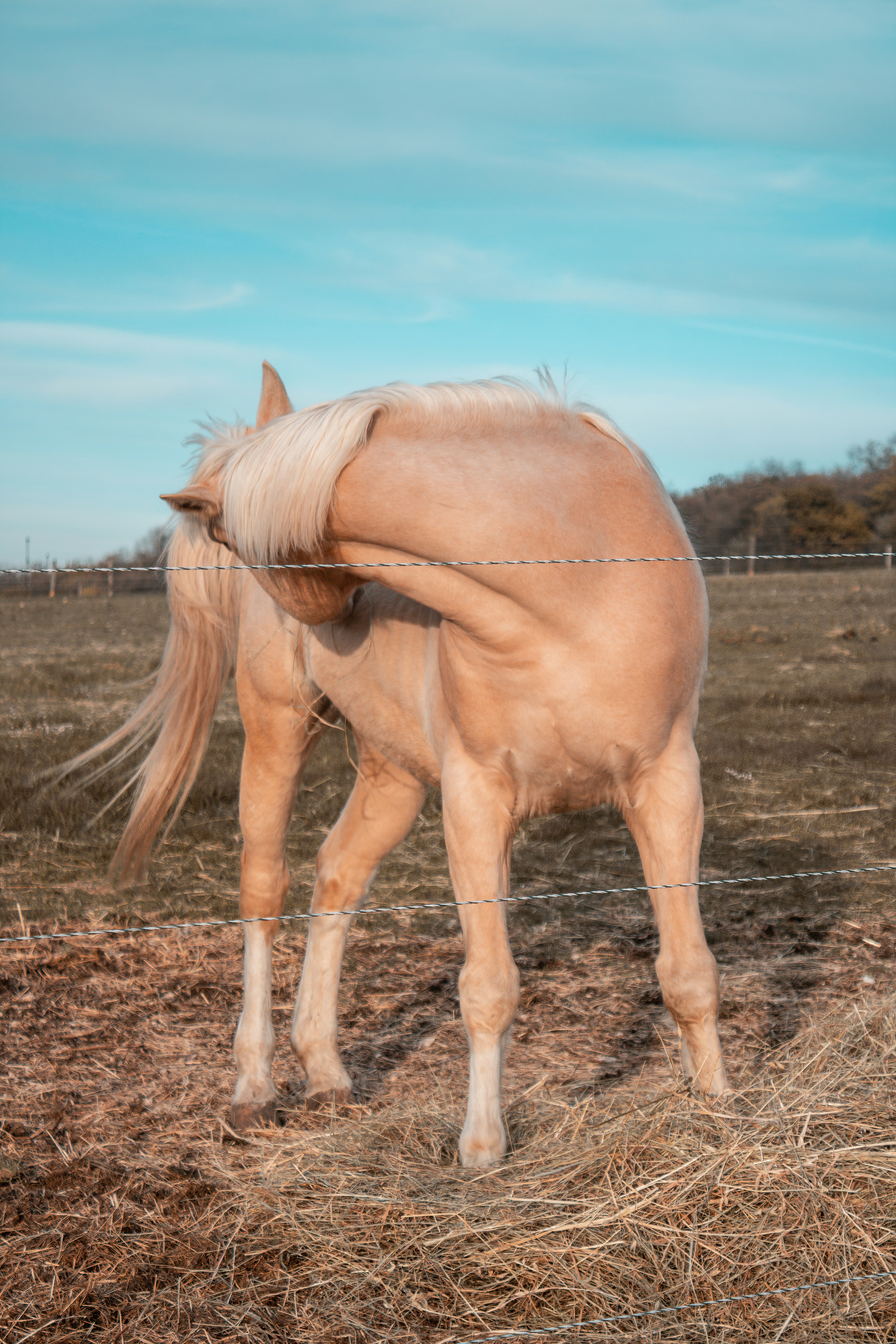 a horse standing on top of a dry grass field