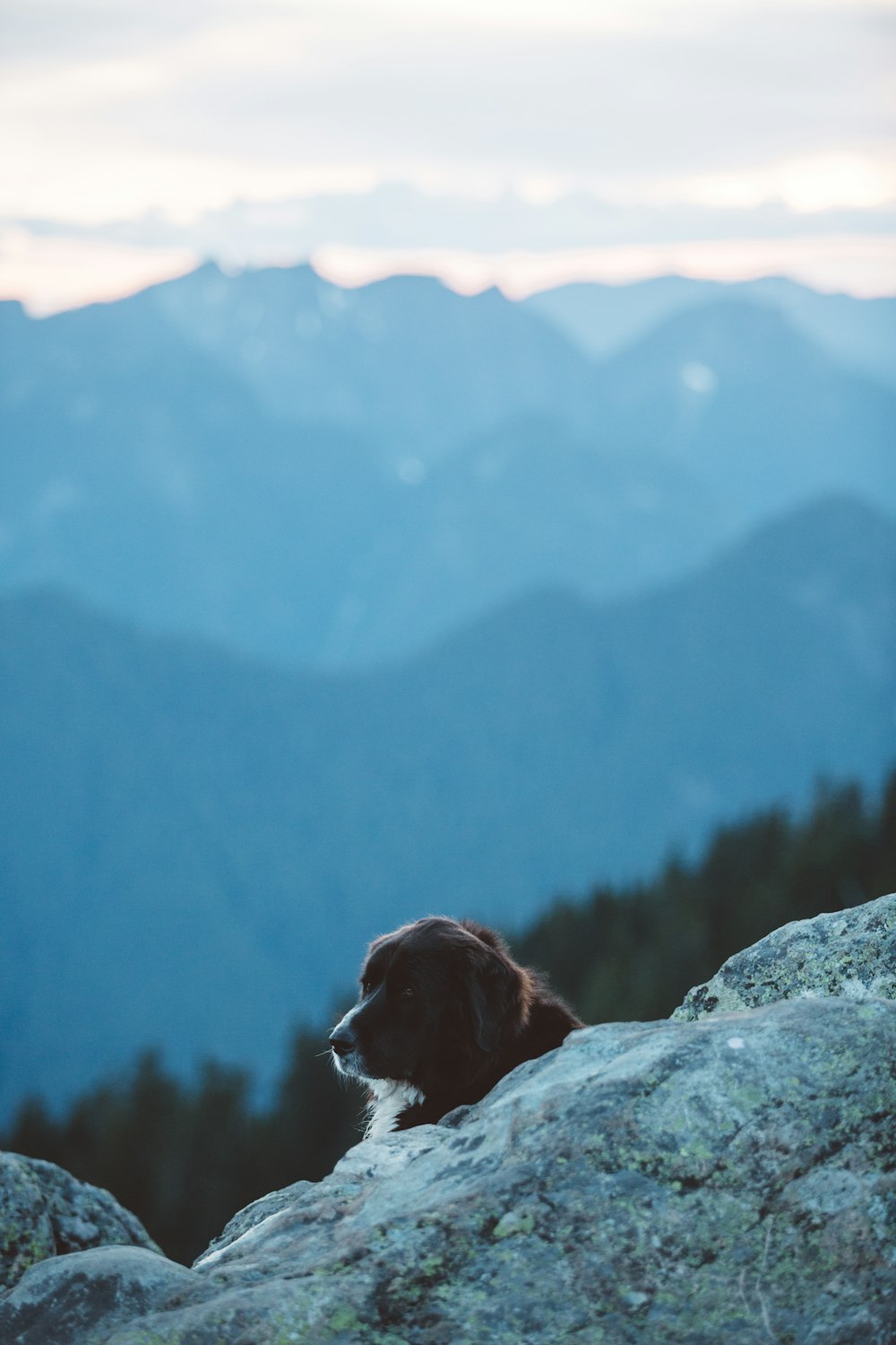a dog sitting on top of a large rock