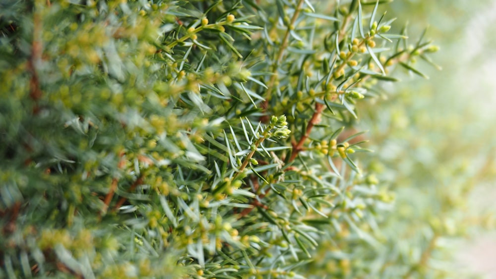 a close up of a bush with green leaves