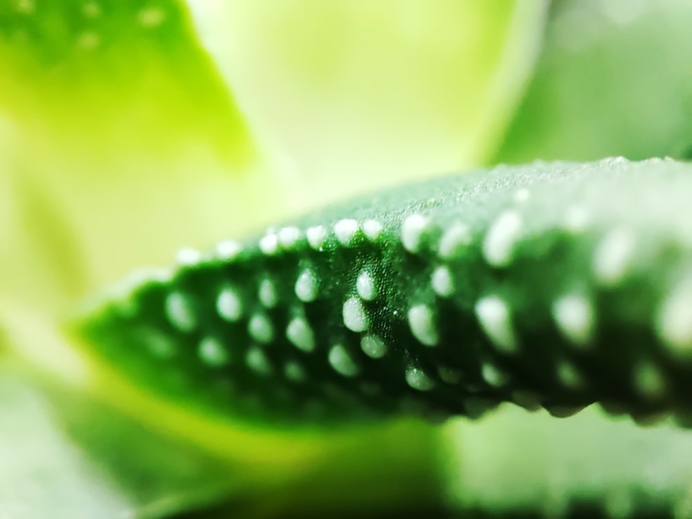 un primo piano di una foglia verde con gocce d'acqua