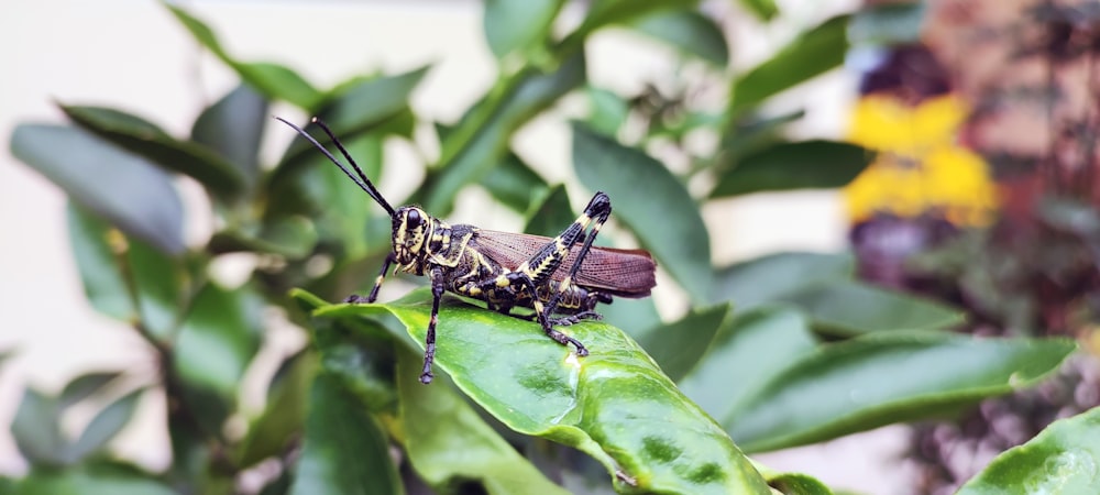 Un par de insectos sentados encima de una planta verde