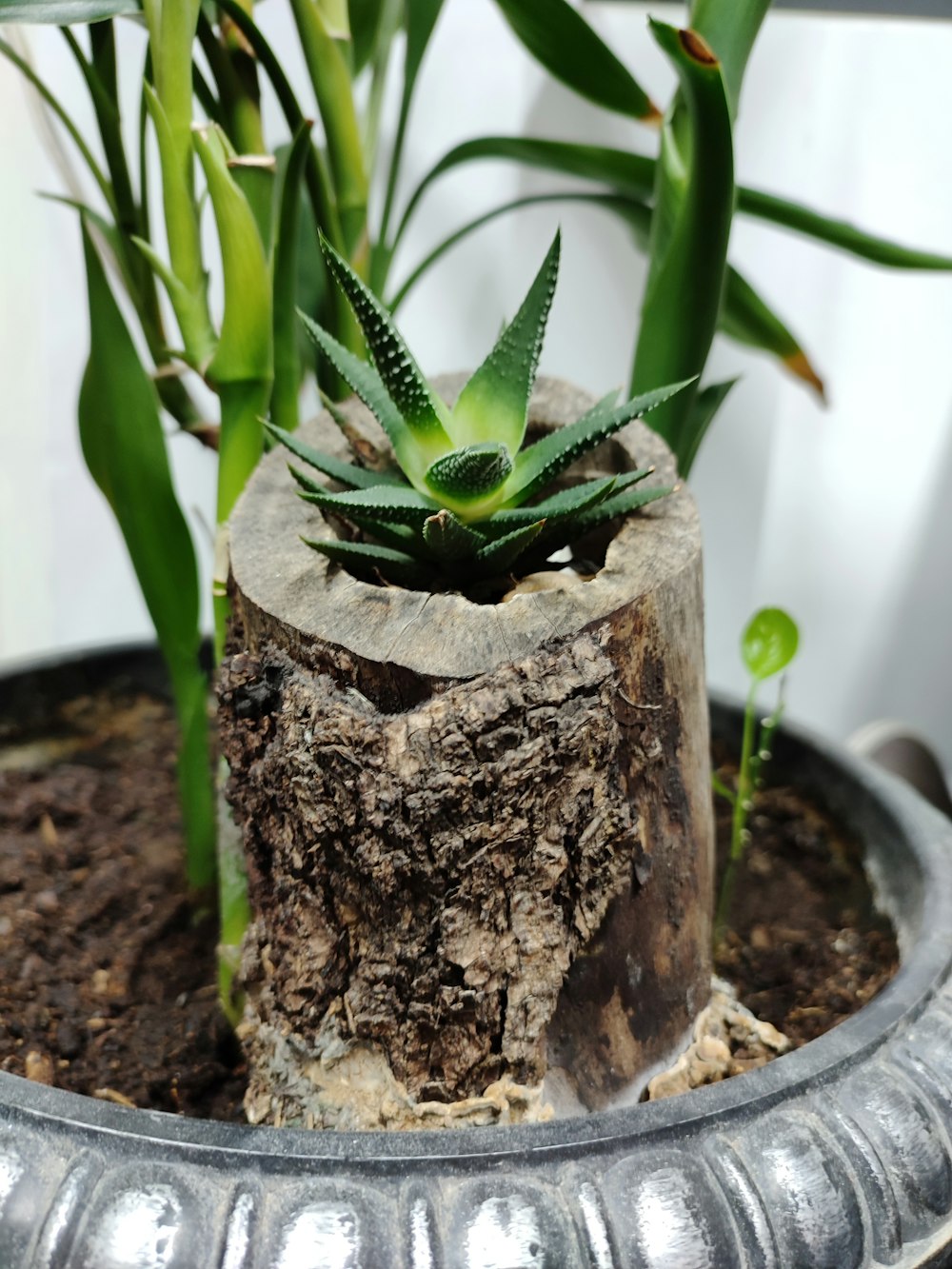 um vaso de planta sentado em cima de um toco de madeira