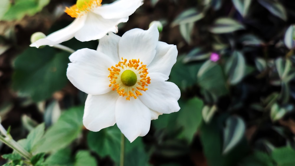 two white flowers with yellow center surrounded by green leaves