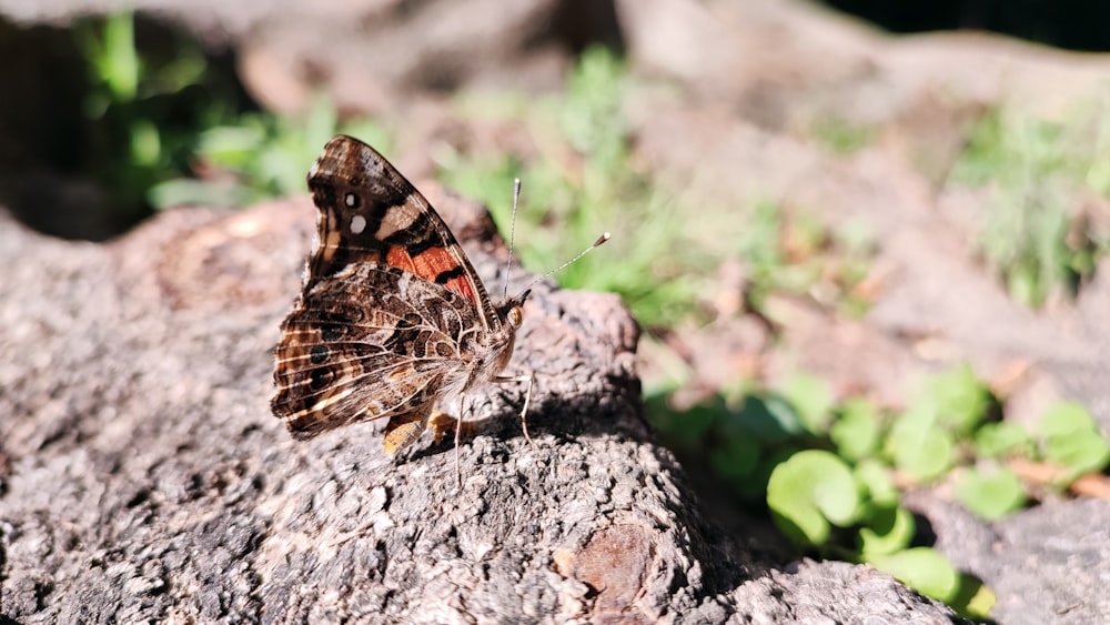 Una pequeña mariposa marrón y roja sentada en una roca