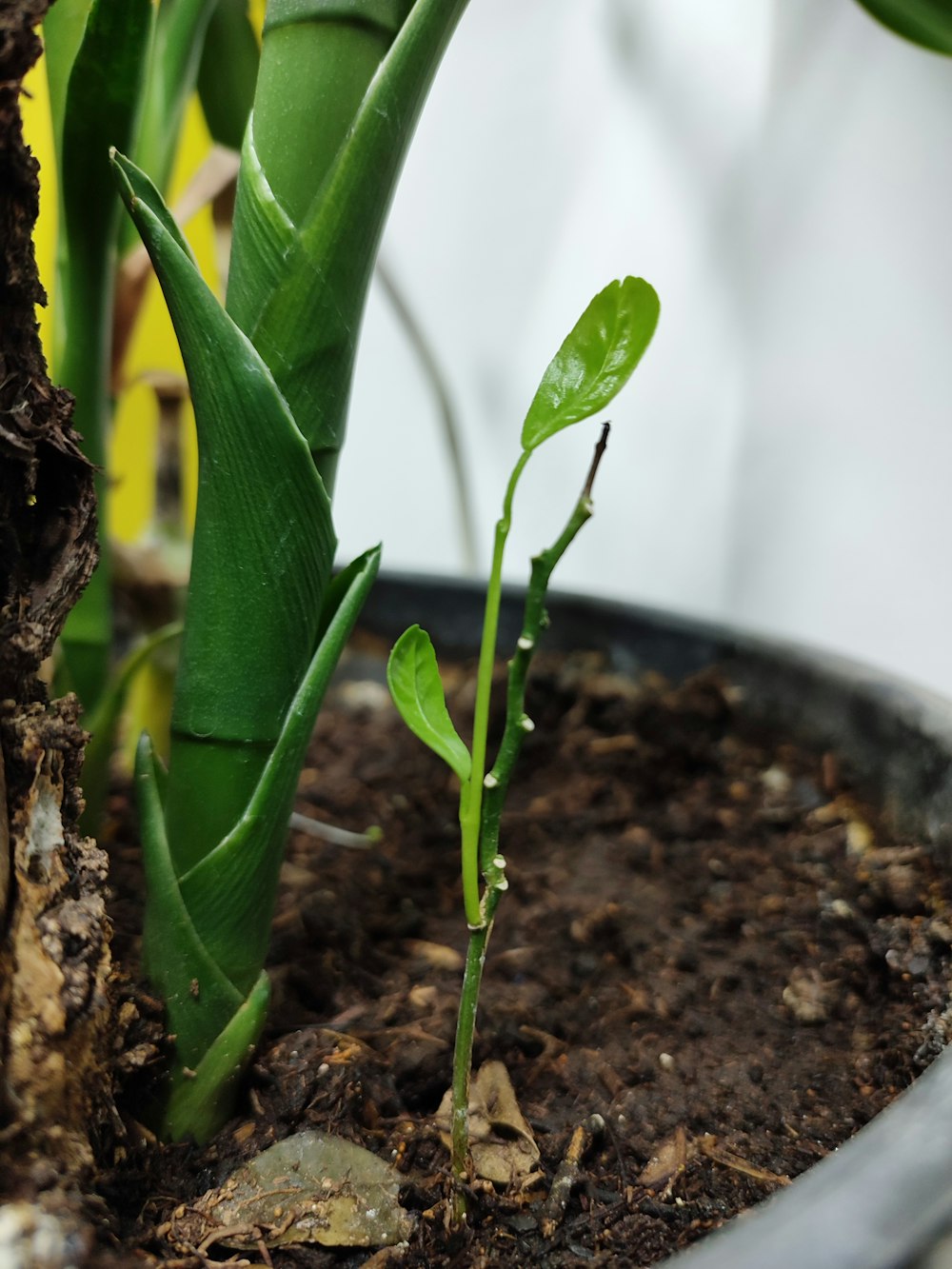 Un primer plano de una planta en una maceta