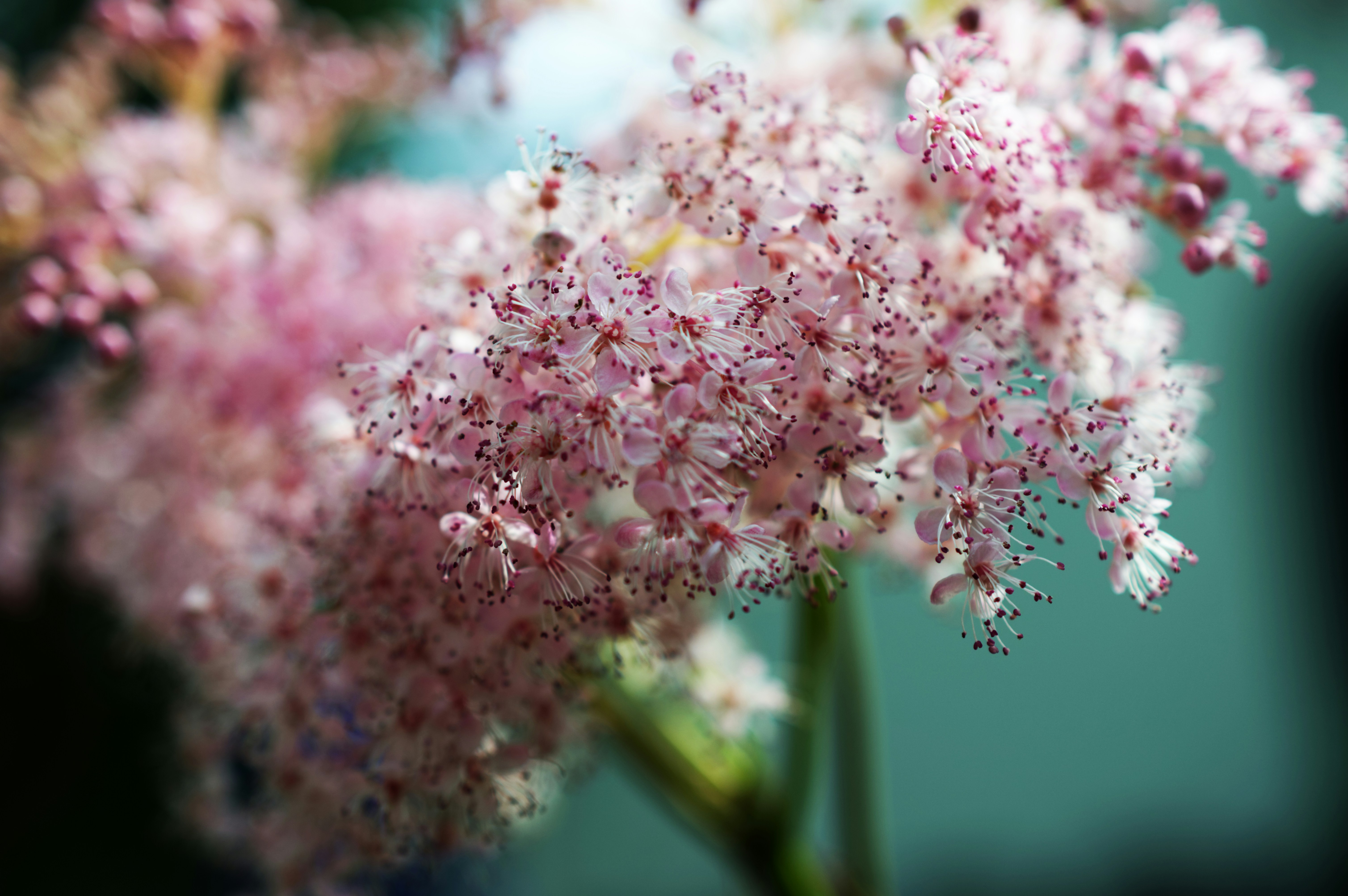 A close up of a bunch of pink flowers photo – Free Flower Image on Unsplash