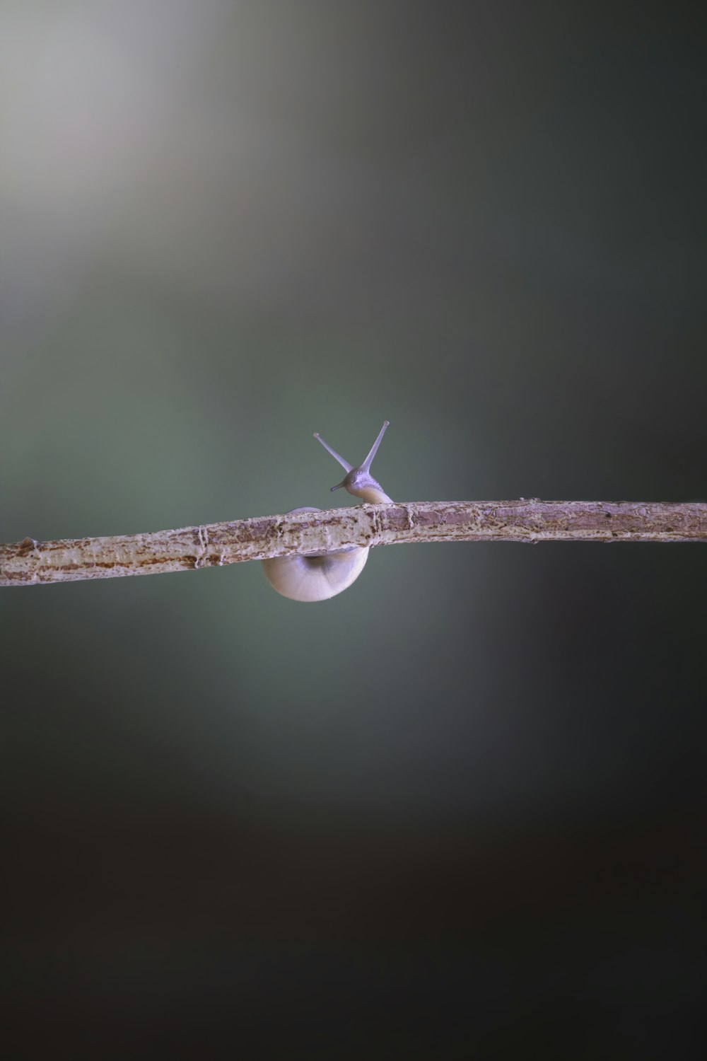 a snail is sitting on a branch with a drop of water on it