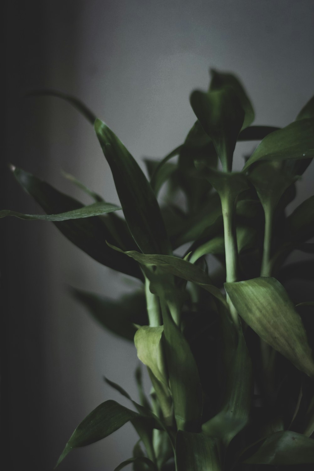 a close up of a plant with green leaves