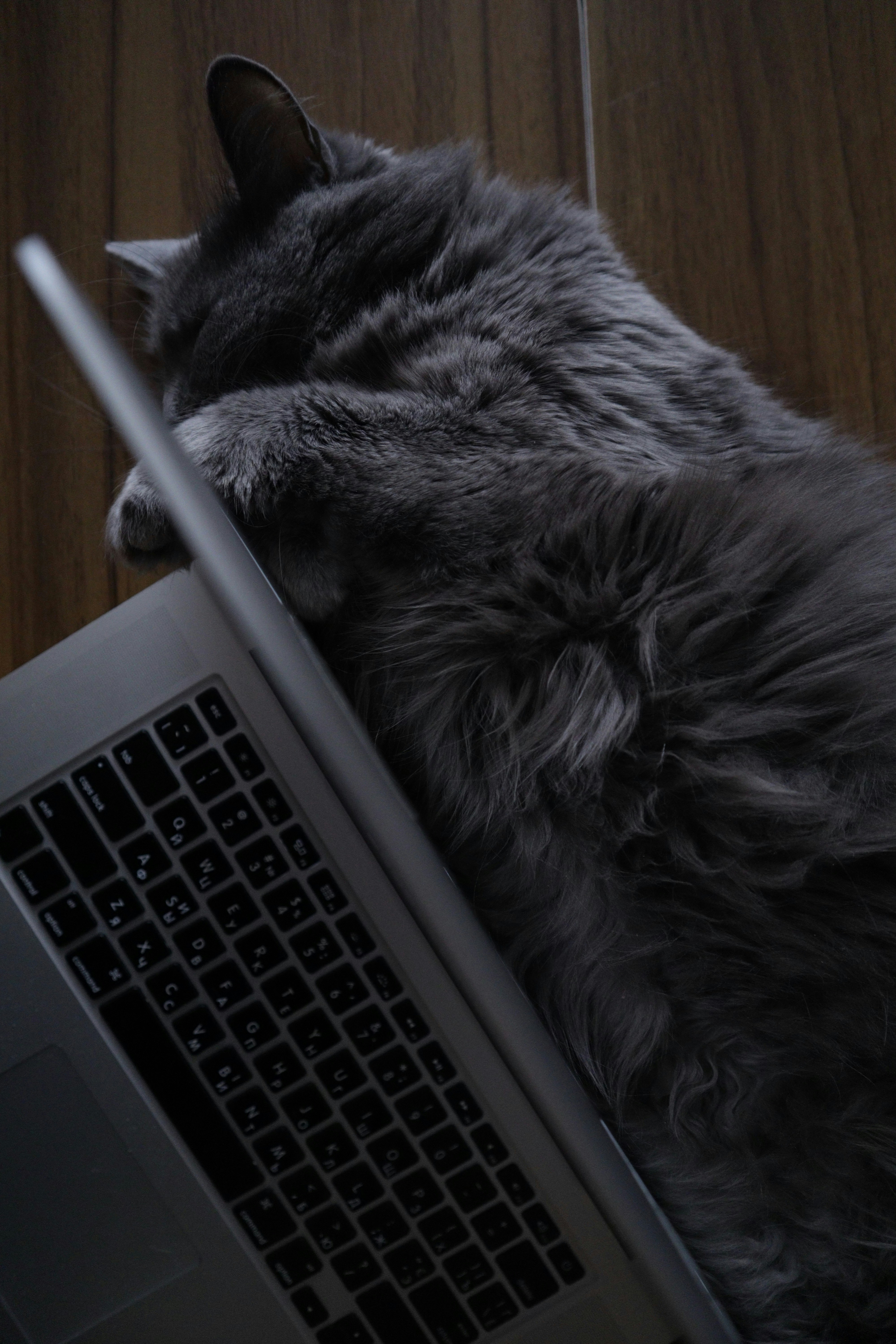 a cat sleeping on top of a laptop computer