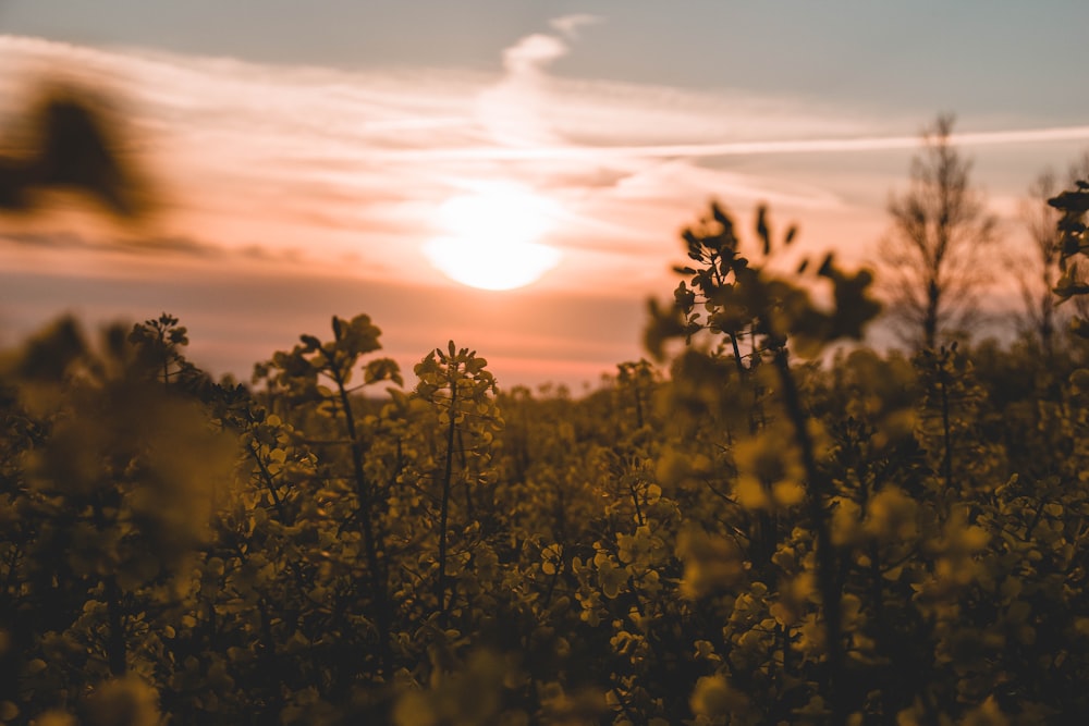 the sun is setting over a field of flowers