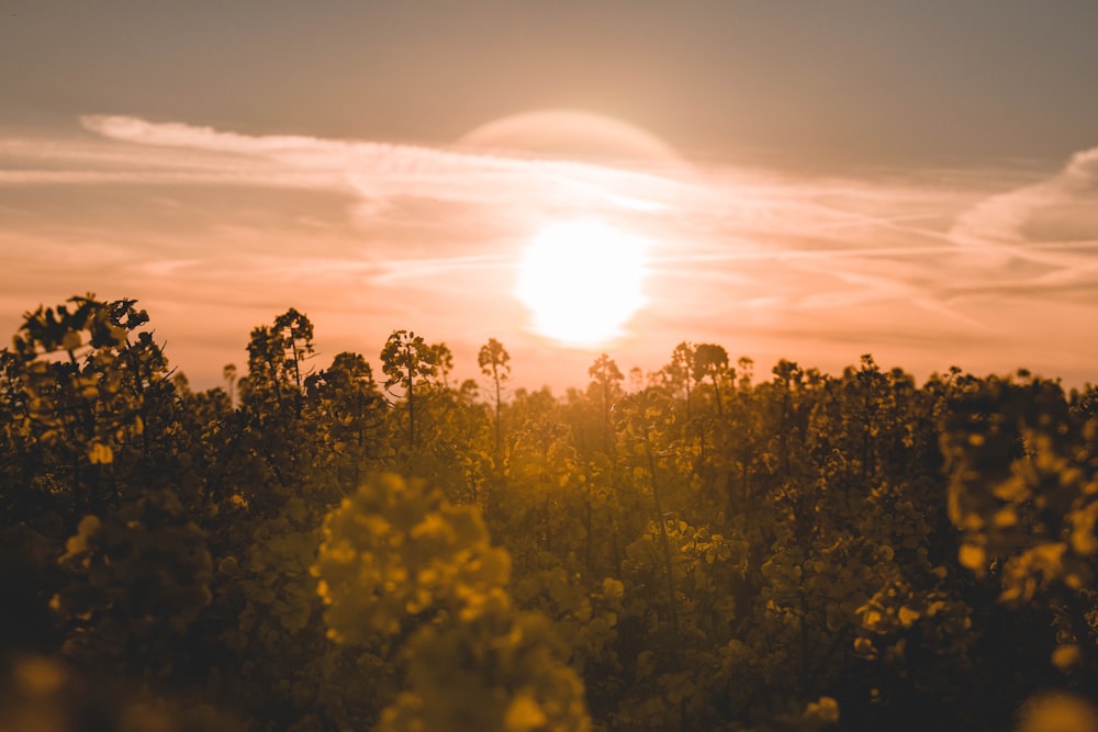 the sun is setting over the trees in the field