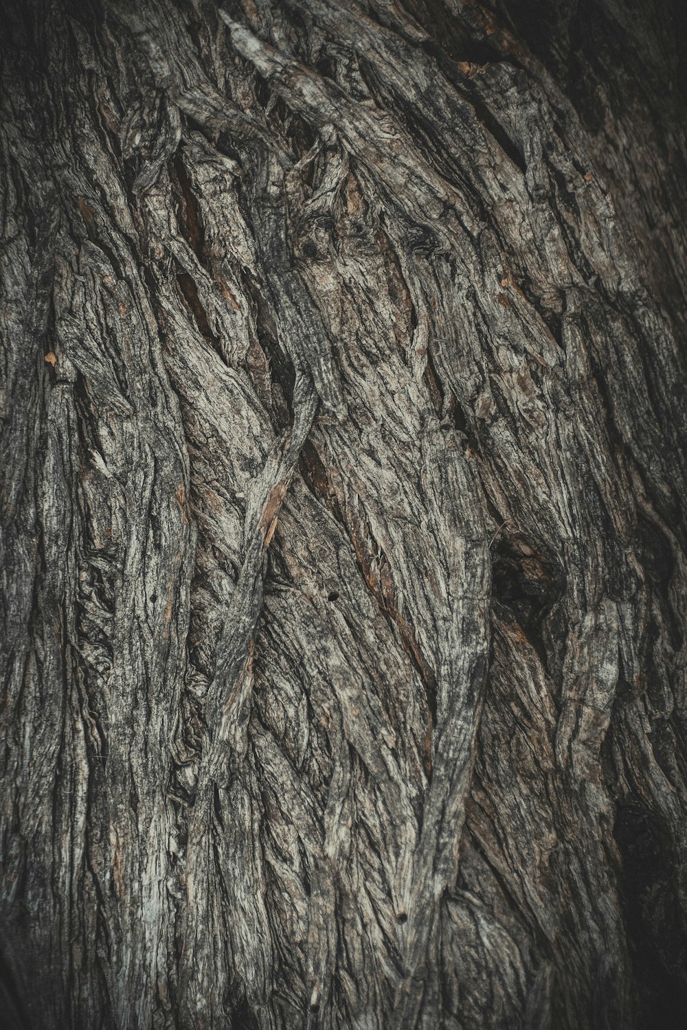 a close up of a tree bark texture