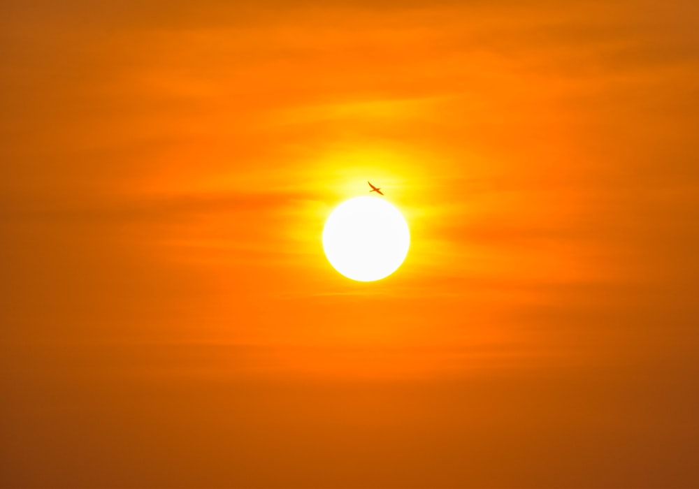 a bird flying in front of the sun
