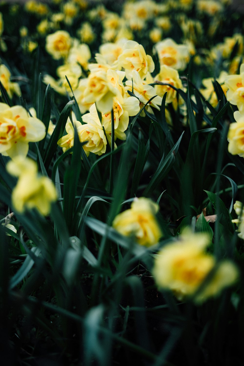 a bunch of yellow flowers that are in the grass