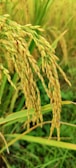 Golden rice plants with full grains ready for harvest, nestled in a lush green field with some blurred green blades of grass in the background.