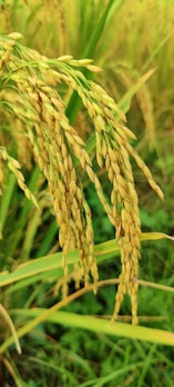 Golden rice plants with full grains ready for harvest, nestled in a lush green field with some blurred green blades of grass in the background.