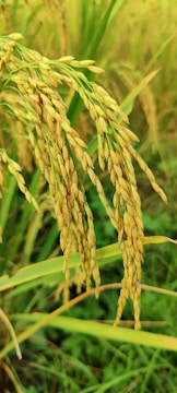 Golden parboiled rice grains ready for packaging.