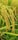 Golden rice plants with full grains ready for harvest, nestled in a lush green field with some blurred green blades of grass in the background.
