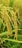 Golden rice plants with full grains ready for harvest, nestled in a lush green field with some blurred green blades of grass in the background.
