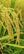 Golden rice plants with full grains ready for harvest, nestled in a lush green field with some blurred green blades of grass in the background.