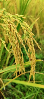 Golden rice plants with full grains ready for harvest, nestled in a lush green field with some blurred green blades of grass in the background.