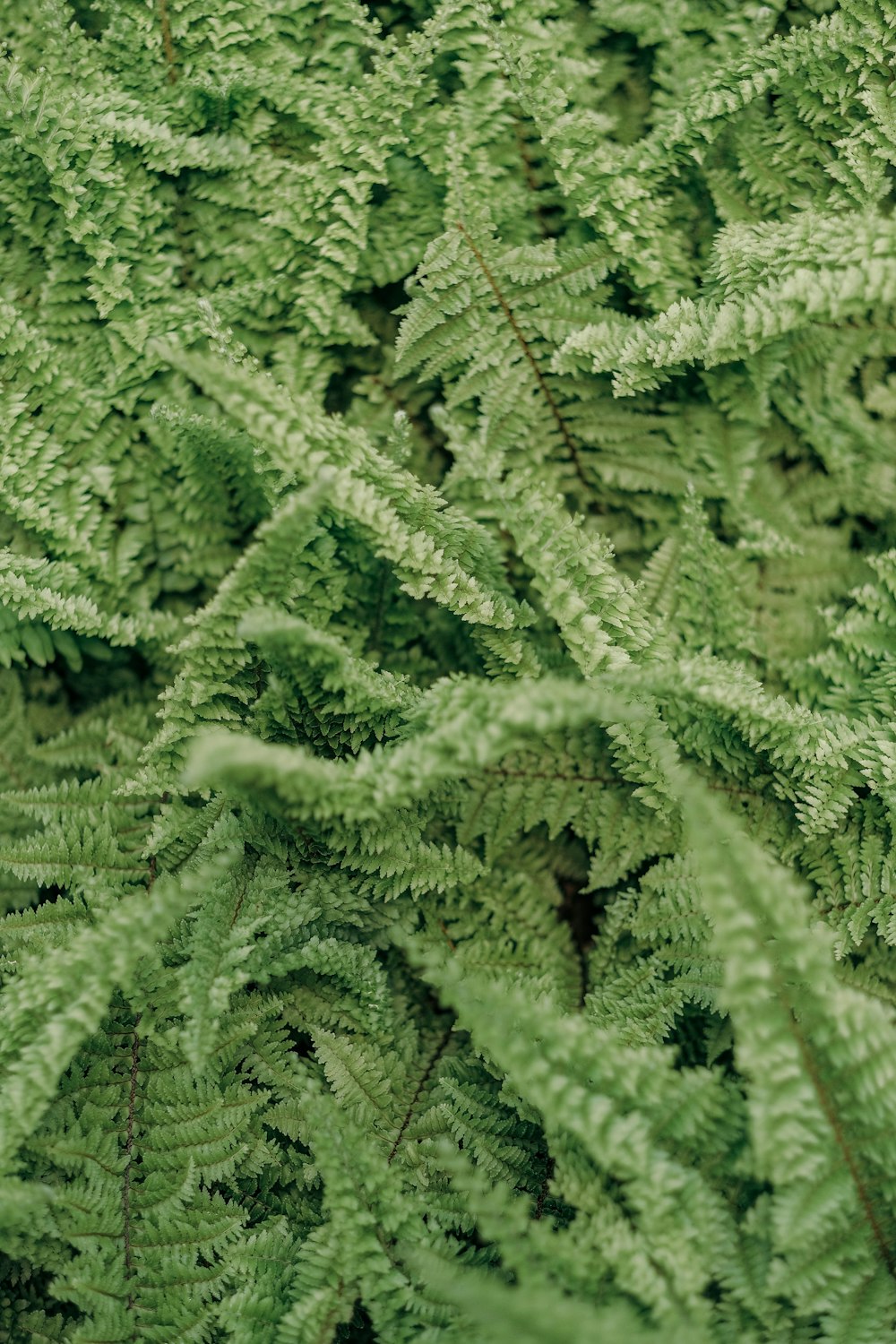 a close up of a green plant with lots of leaves