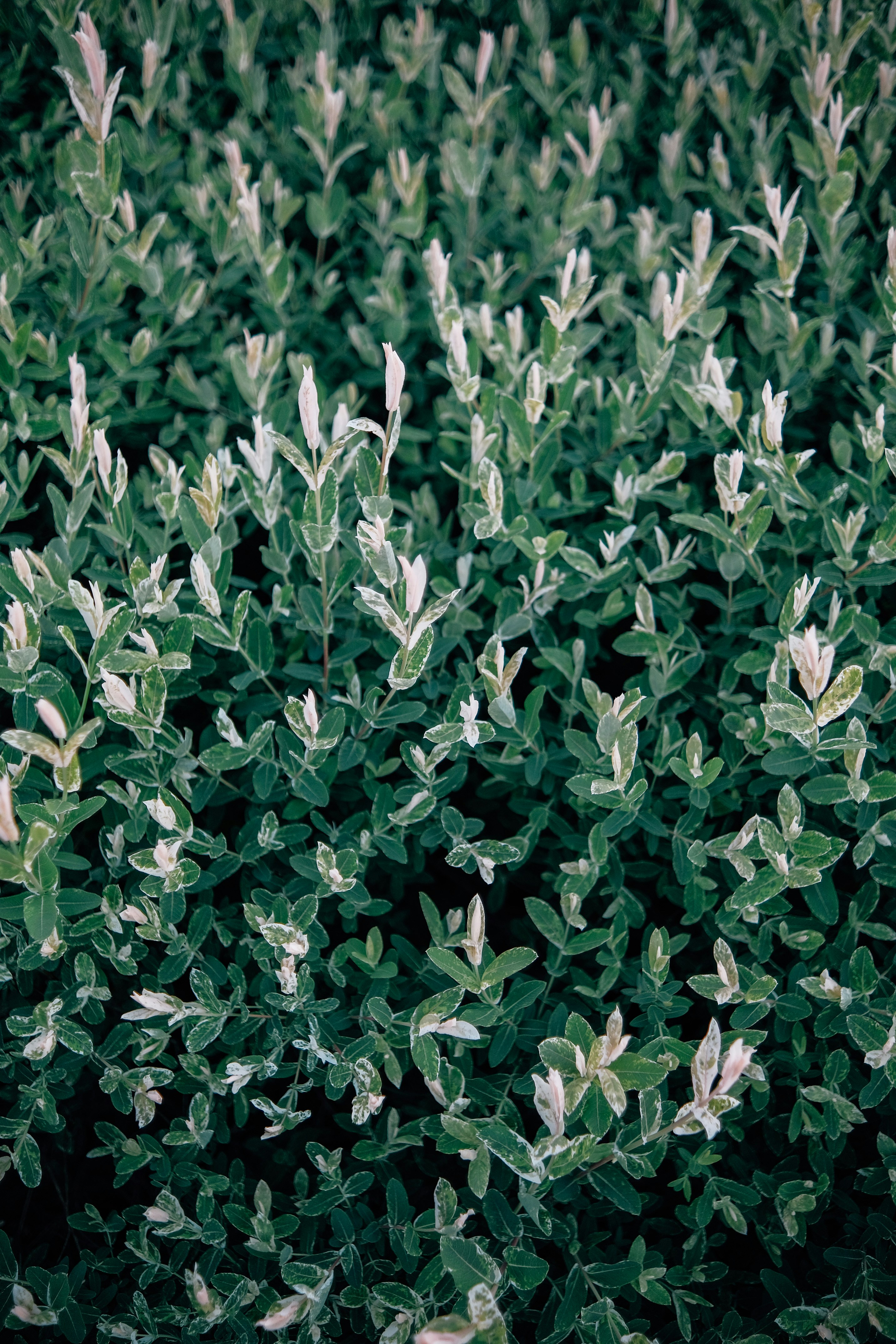 Photo by insungpandora