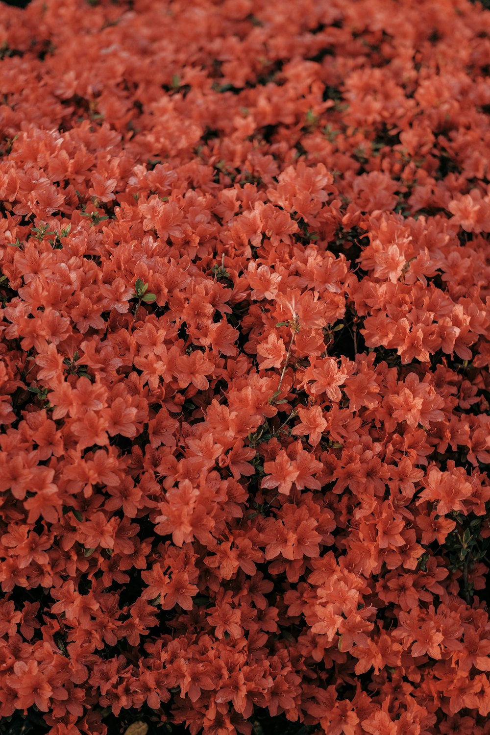 a close up of a bunch of red flowers