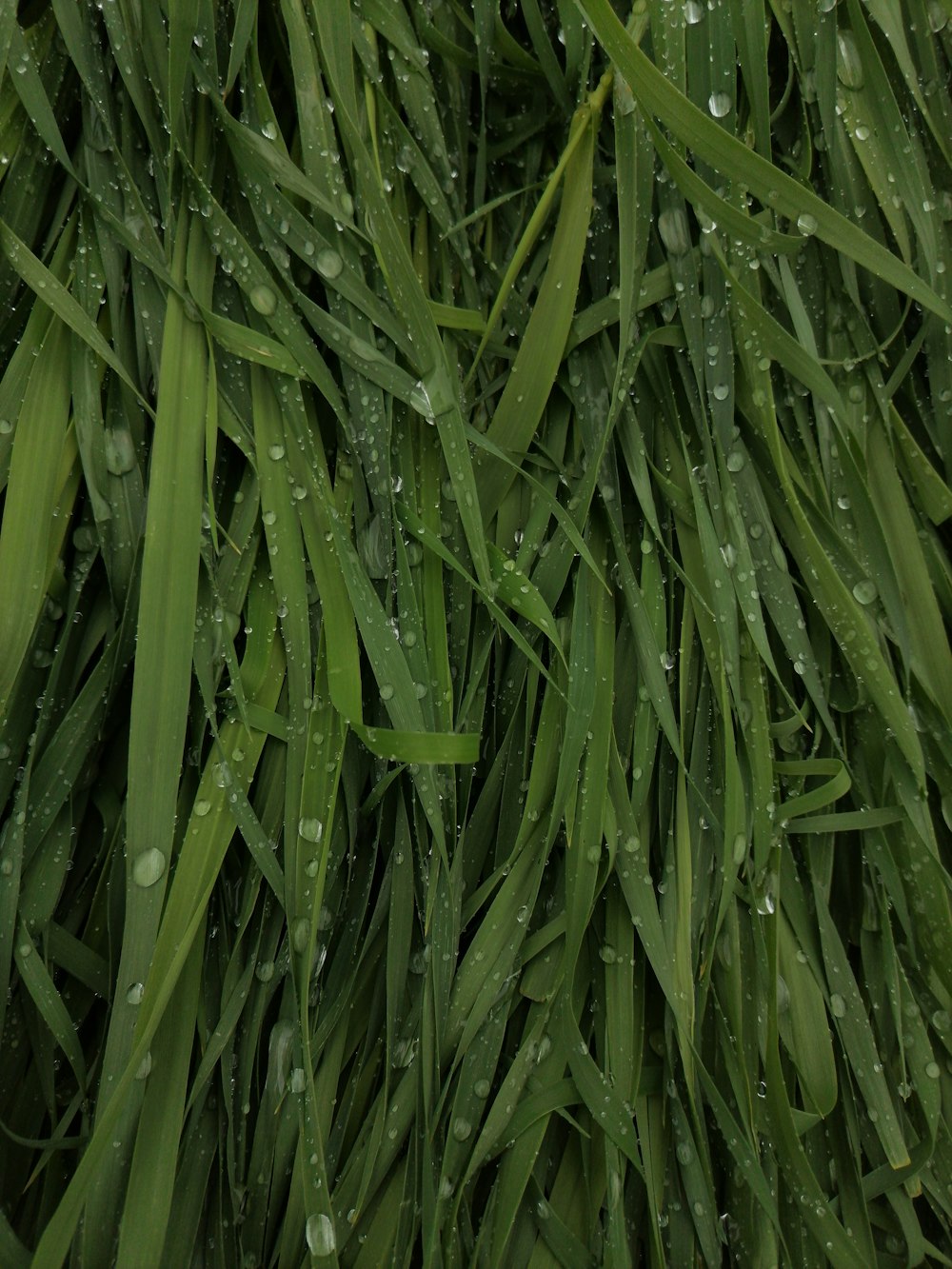 a bunch of grass with water droplets on it