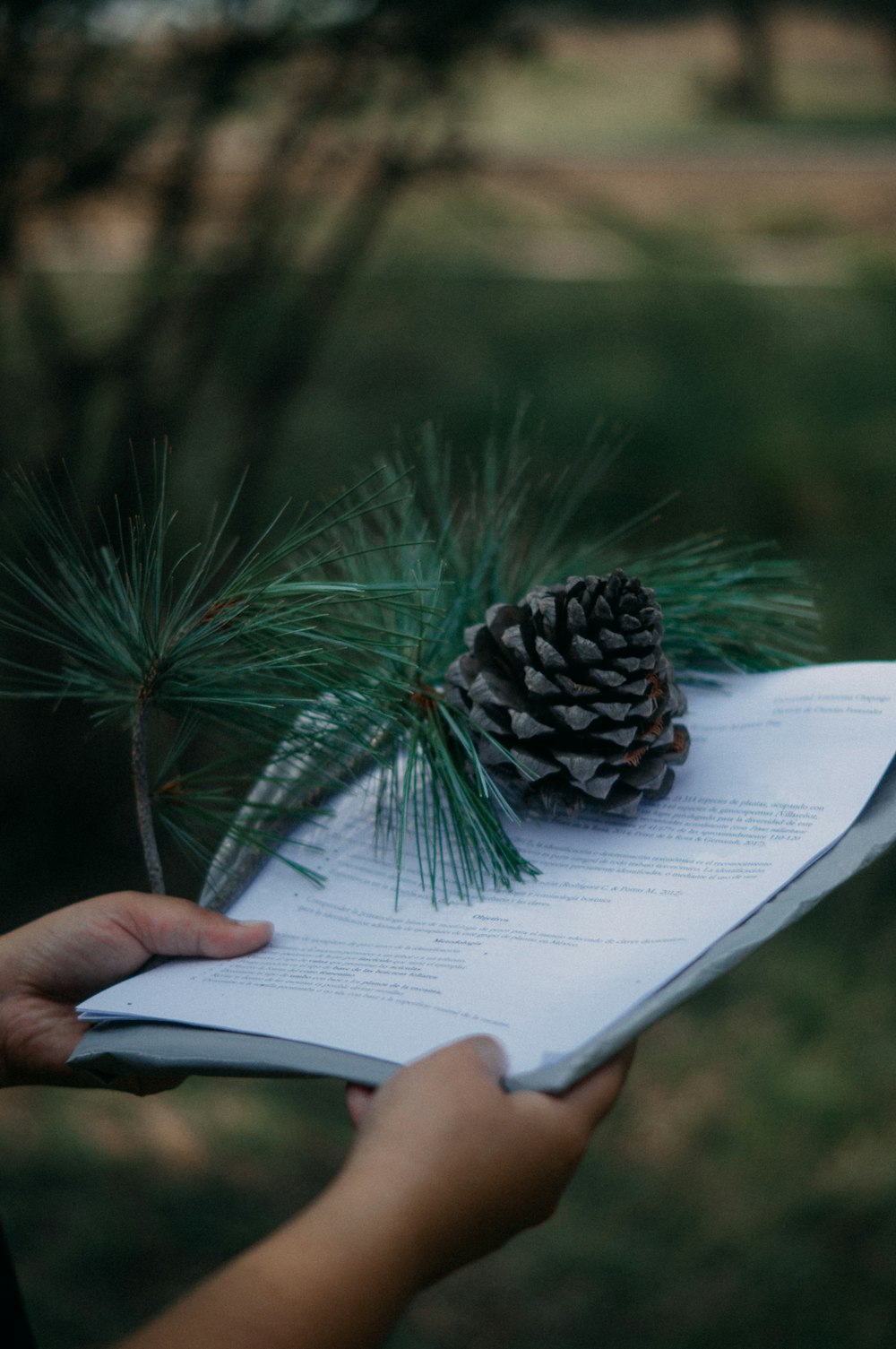 Una persona sosteniendo un libro con un cono de pino encima.