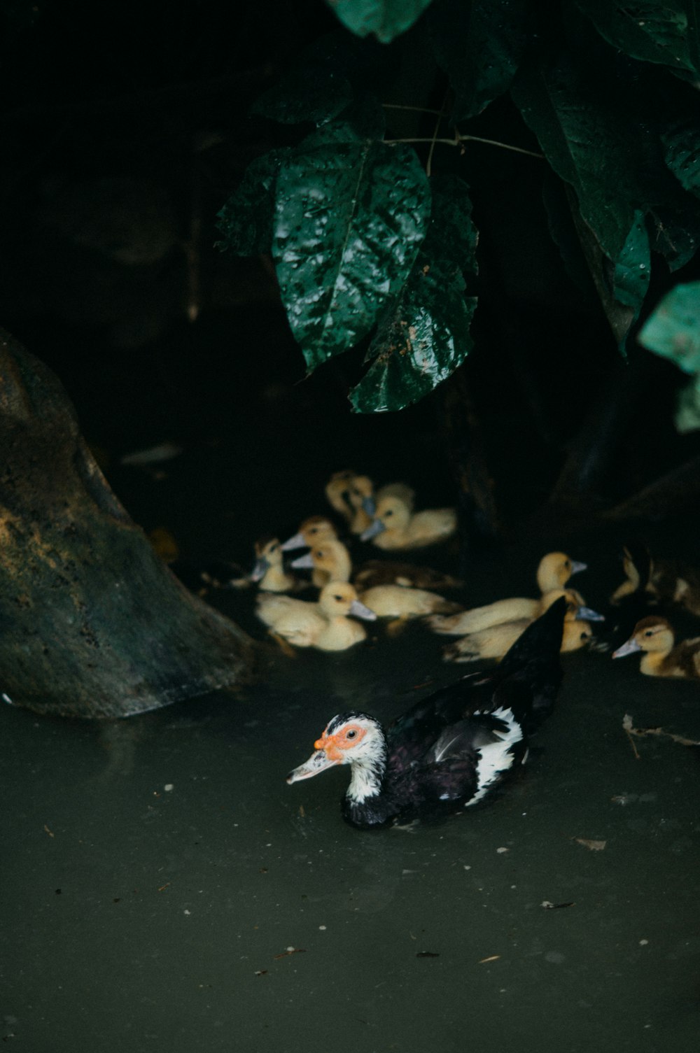 a bunch of ducks that are in the water