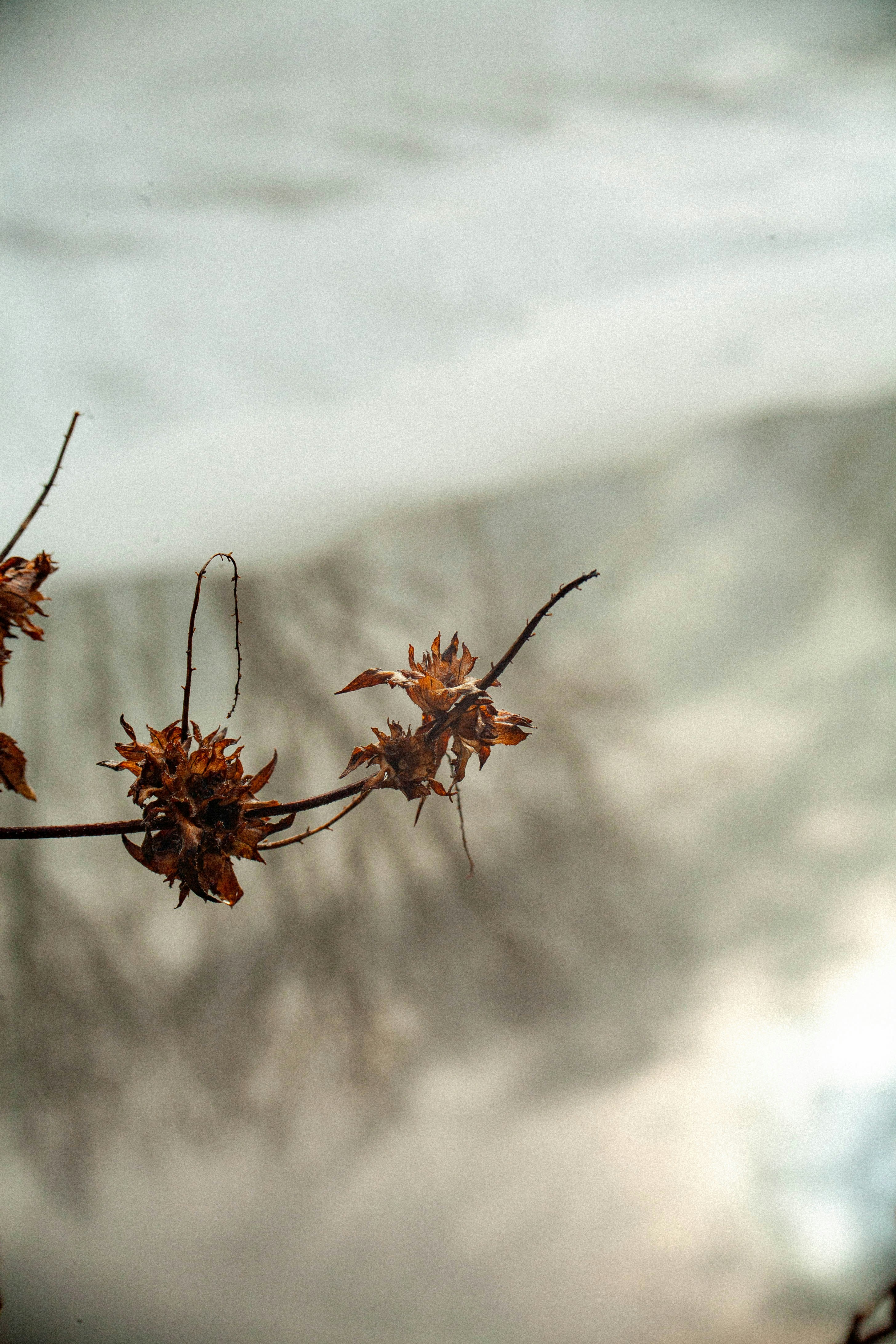 a branch of a tree in front of a body of water