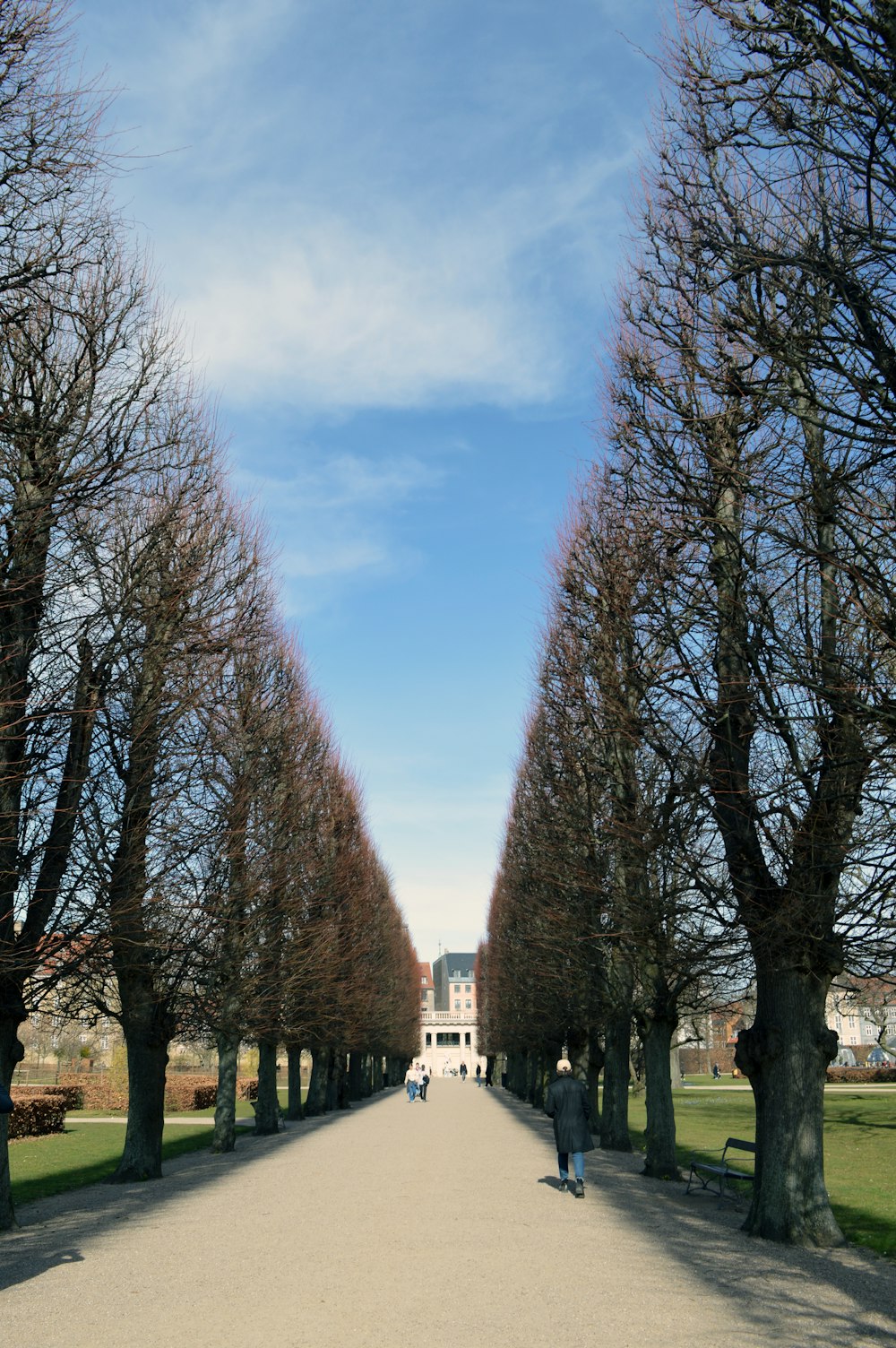 a person walking down a path lined with trees