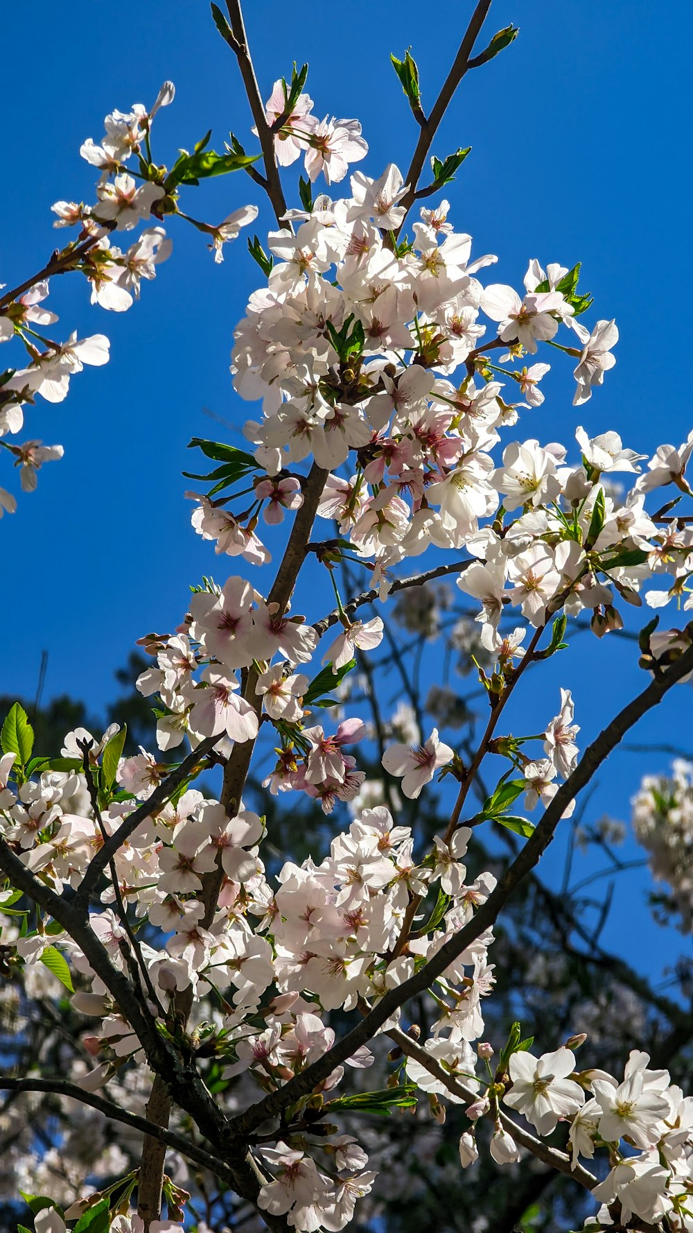 青空を前に白い花がたくさん咲く木