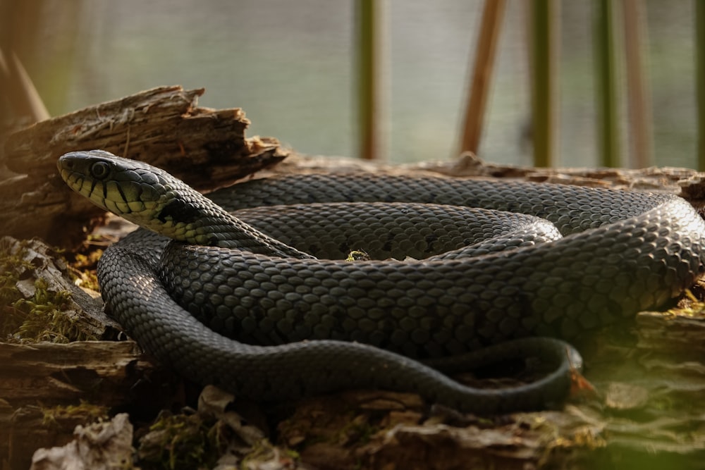 a black and brown snake laying on the ground